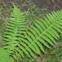 Lemon-scented Fern